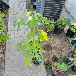 Papaya