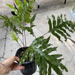 Monarch (wart) Fern