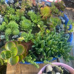 Plants For Sale 