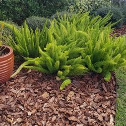 Mulch Delivery, Installation, Furniture Pick Up Aand More