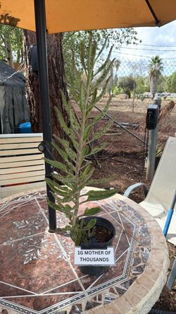 Mother of Thousands Live Plant 1 Gallon