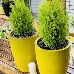 Price is for pair—Live outdoor Lemon Cypress plant trees in a Le Beau ceramic planter planter pot—firm price
