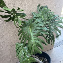 Variegated Monstera