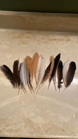 Chicken/hawk/crow feathers