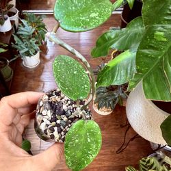 Hoya Silver Dollar Splash 