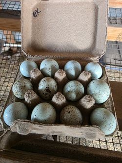 Quail Eggs