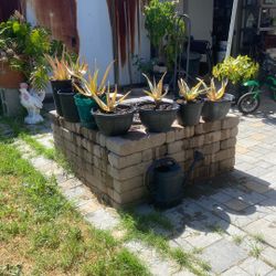 Aloe Vera Plants 