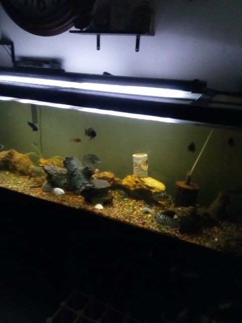 150 Gallon Fish Tank