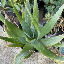 Aloe Vera