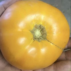 Organic Yellow Sweet Heirloom Tomato Plants, More Varieties Available 