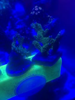 Acro Frags Reef Decorations 