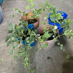 Plants 