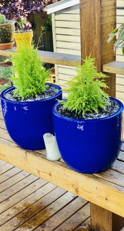 Price is for pair—Live outdoor Lemon 🍋 Cypress plant trees 🌲 in a ceramic planter flower pot—firm price