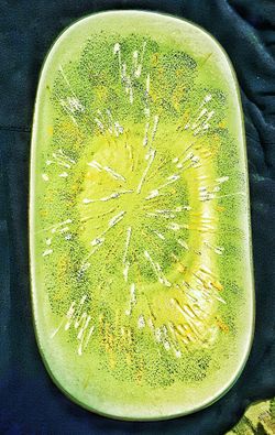 Large oval chartreuse west western Germany mid century art pottery 10-11" bowl