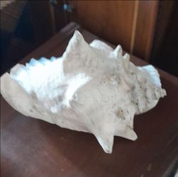 Vintage Large White Conch Sea Shell