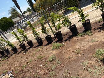 Ficus