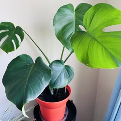 Monstera Houseplants In A 10” Pot 