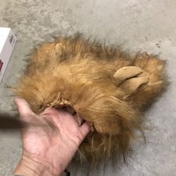 Small Dog Halloween Costume