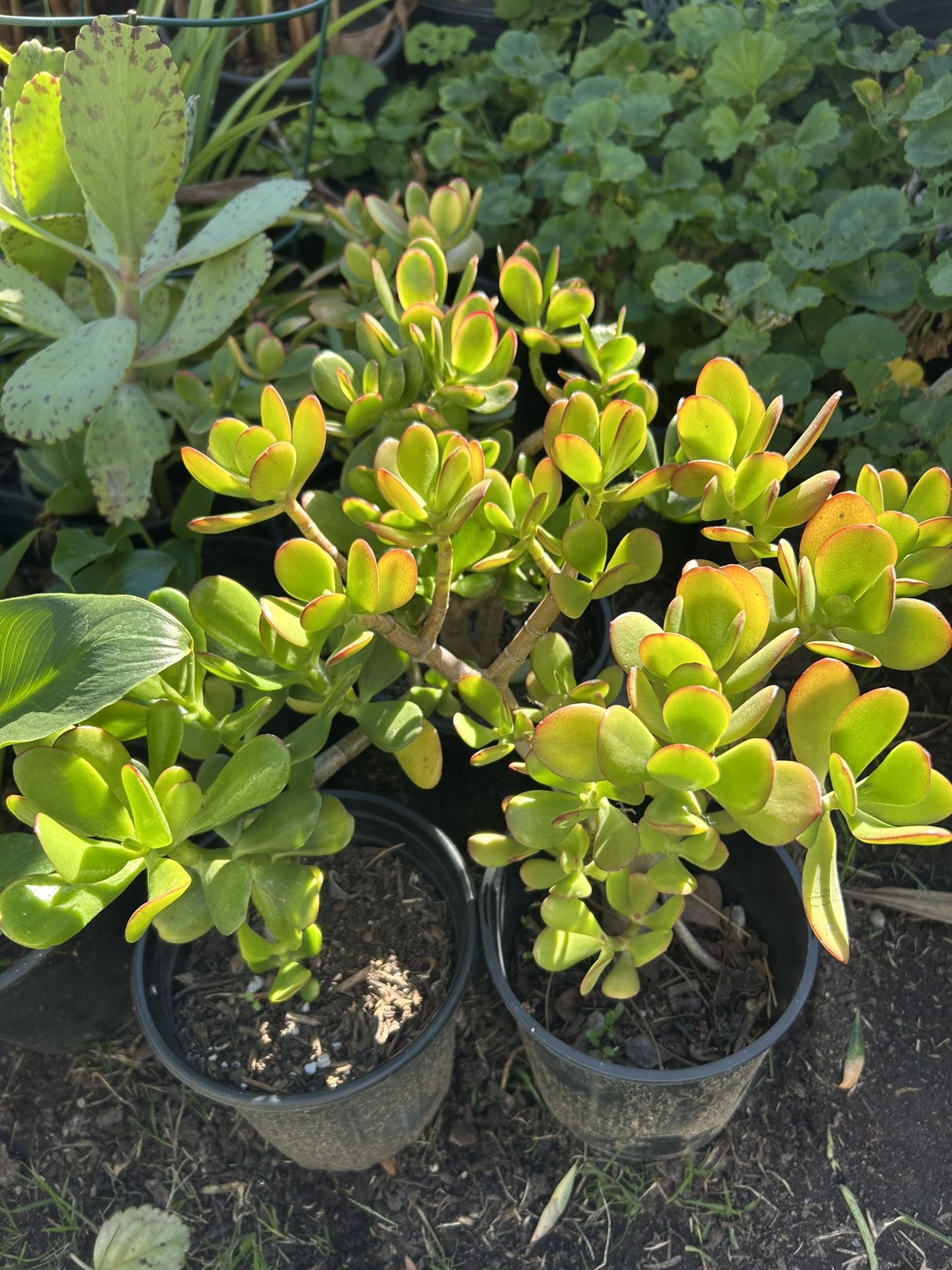 Jade Plant