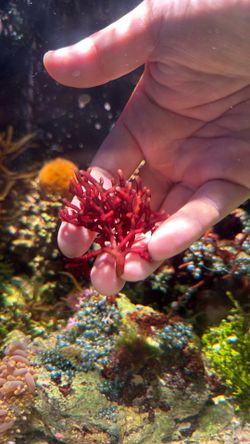 Branching Hex Macroalgae