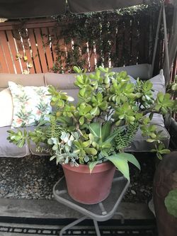 Large Beautiful succulent pots