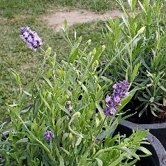 (22)  English lavender has a strong fragrance use for  tea making, 5gal