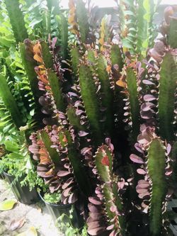 Cactus Home Decor Landscape Plant Planter Garden