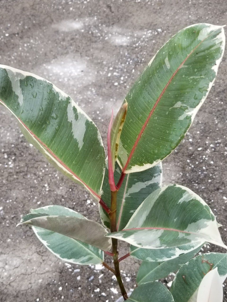 Variegated Rubber Plant Ficus Elastica 'Tineke' - over 12 inches tall