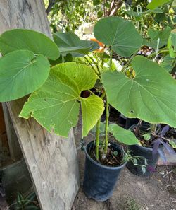 Planta de hojas Santa