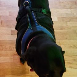 Dog Harness