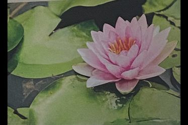 Lotus Canvas Picture