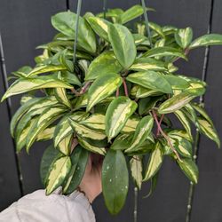 Hoya Carnosa Variegated Krimson Princess Plant 6" Pot - Indoor House Plants