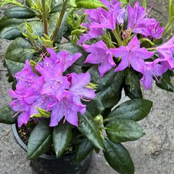 Rhododendron Outdoor Plant