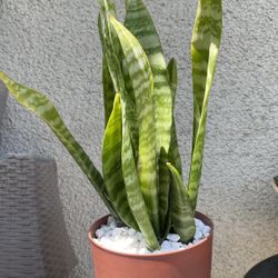 Snake Plant.