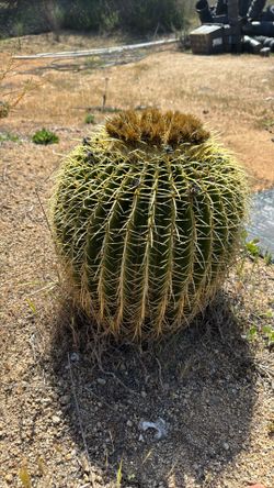 Barrel Cactus 