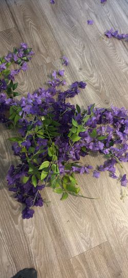 10 wisteria vines