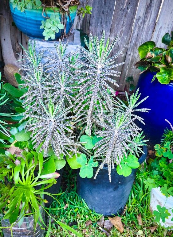 Kalanchoe "Mother of Millions" Succulent