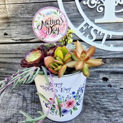 Mother's Day Succulent Sale!!