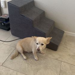 Dog Stairs-Barely Used