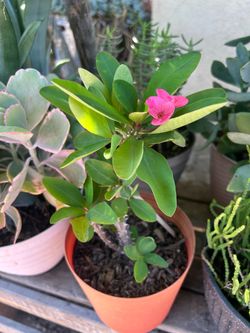 Planta Corona de cristo