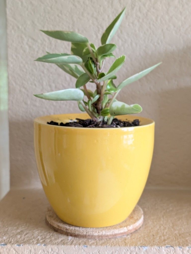 Healthy Beautiful Indoor Plant(Peperomia)