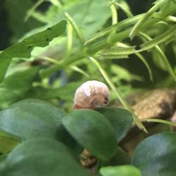 aquarium snails Free 