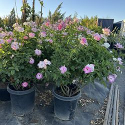 Iceberg Pink Rose Bush 15gal 