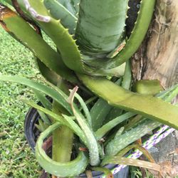This Beautiful Aloe Vera Miracle Lant With Baby’s ! Good For Skin, Hair , And...