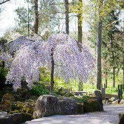 Weeping Cherry Trees