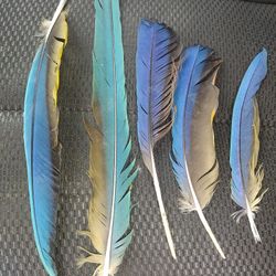 MACAW PARROT FEATHERS 🪶