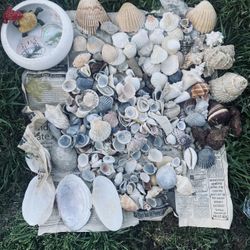 Real Seashell, StarFish, Clams Variety  lot