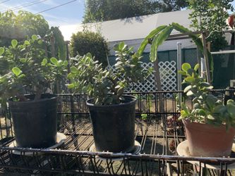 Jade Plant Cuttings In Pots