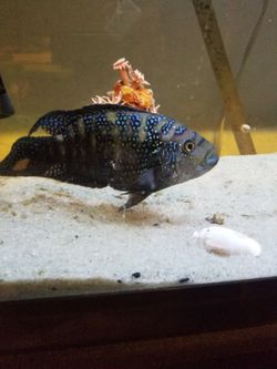 Fishtank