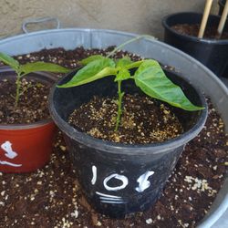 Ghost pepper plant